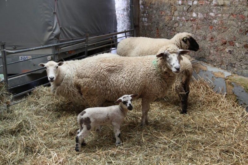 Datei:2011-06-18-900 Jahre Birresdorf-215.jpg